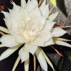 Epiphyllum Oxypetalum 'Queen Of The Night' Night Blooming Tropical Cactus**In Bloom!!**