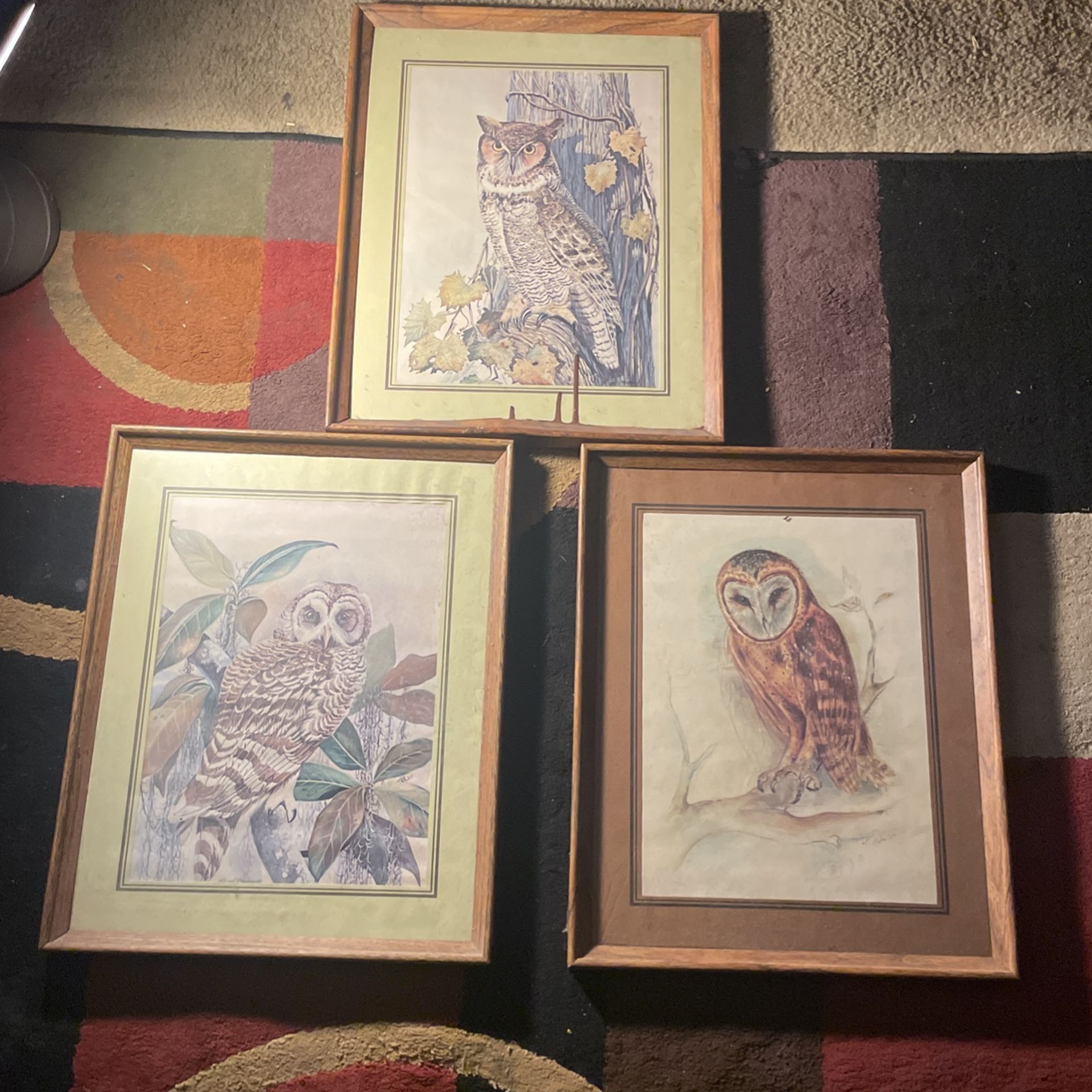 owl pictures