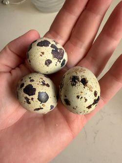 Jumbo white Coturnix eggs and chicks