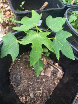 Papaya plants trees $5  each