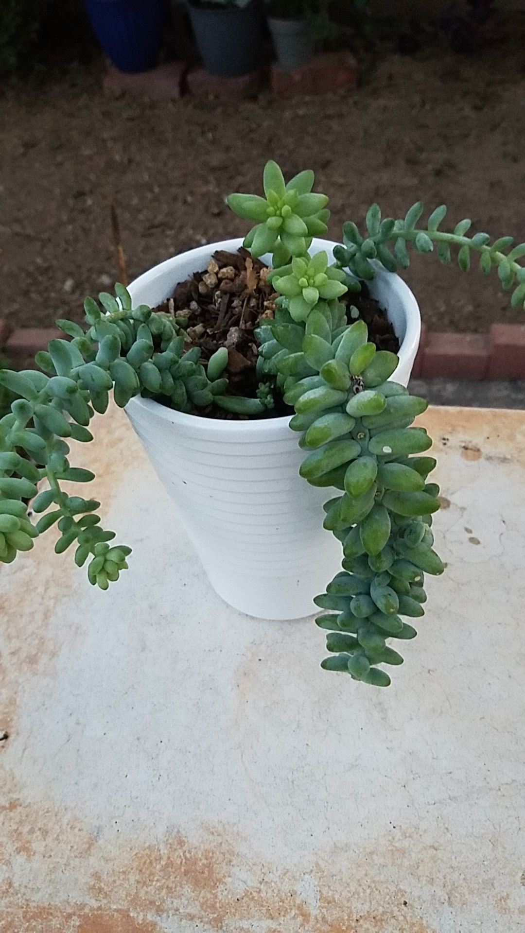 Donkey tail succulent