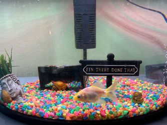 PENDING Gold fish w/ tank and accessories