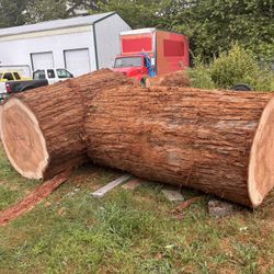 Giant Sequoia Log For Live Edge Slabs
