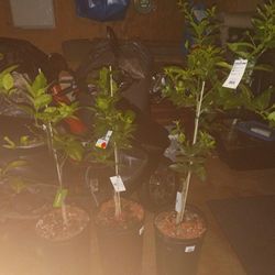 plants