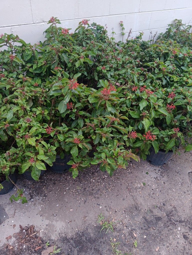 Fire Bush