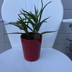 climbing aloe - Indoor/outdoor 