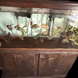 55gal Aquarium W/everything