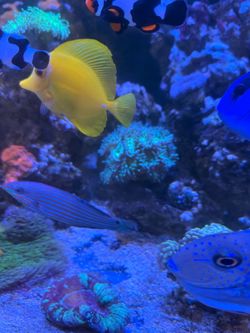 Decor 6-Line Wrasse