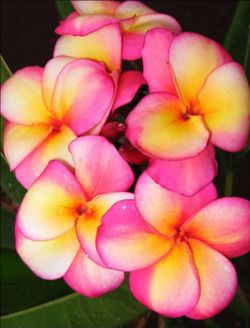 PLUMERIA CLASSIC ( JL BANANA BERRY ) 32 INCHES, TALL. 1 TIPS. ROOTED, CUTTING IN POT.