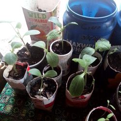 Various Organically Raised Plants
