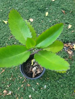 $4 Kalanchoe  brasiliensis