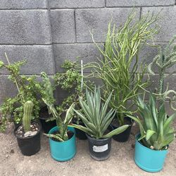 Plants 