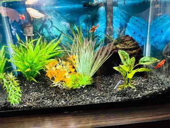 10 Gallon Aquarium