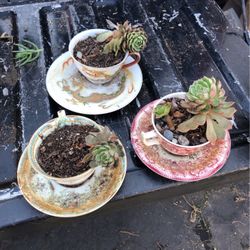 Vintage Tea Cups Plants $30 For