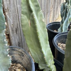 Nice Totem Pole Cactus Rooted, Ready To Plant