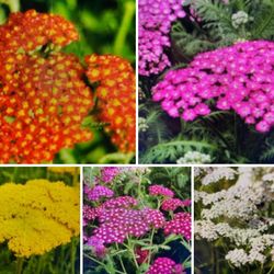 Yarrow perennial plants$8 Each pot