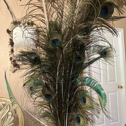 Natural Long Peacock Feathers 