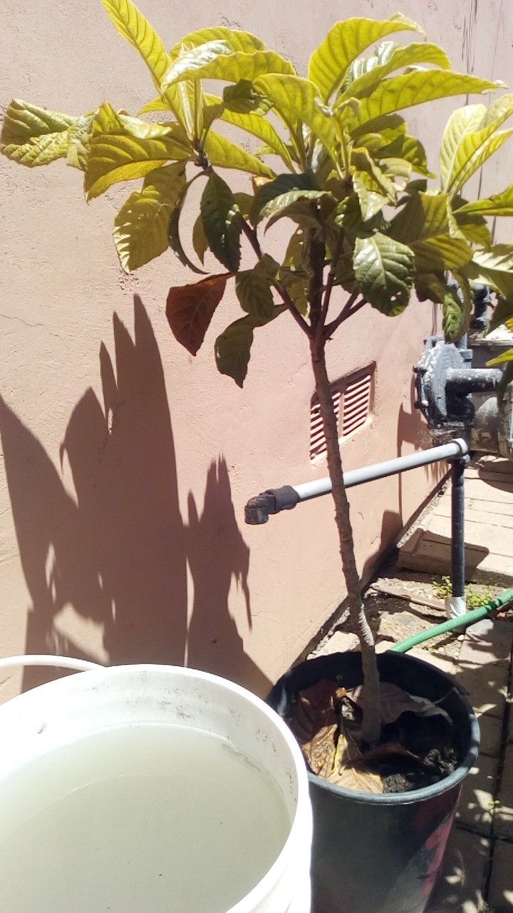 4' Tall Nispero Mispero