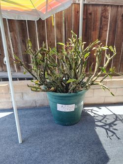 Nebel's Rainbow cuttings