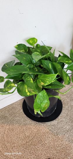 🏡 Beautiful Bushy Golden Pothos Houseplant 🪴 Large Indoor Plant for Home & Office