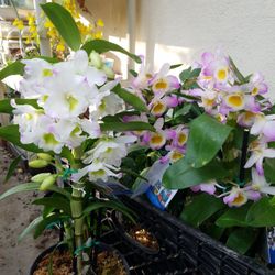 Fresh Blooming Orchid