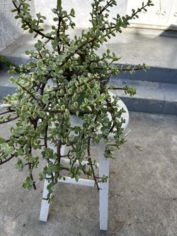 Elephant Bush Potted Plant