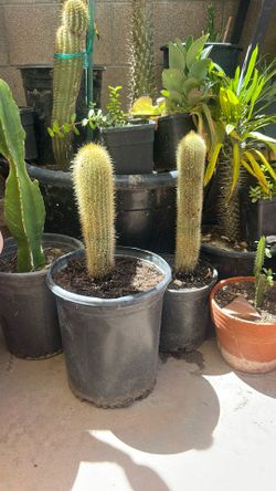 Cactus
