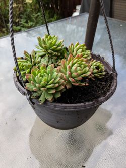 Succulents For Sale 