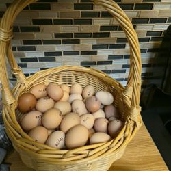 Fresh Eggs For Sale