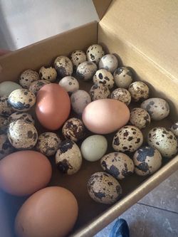Fresh quail and chicken eggs