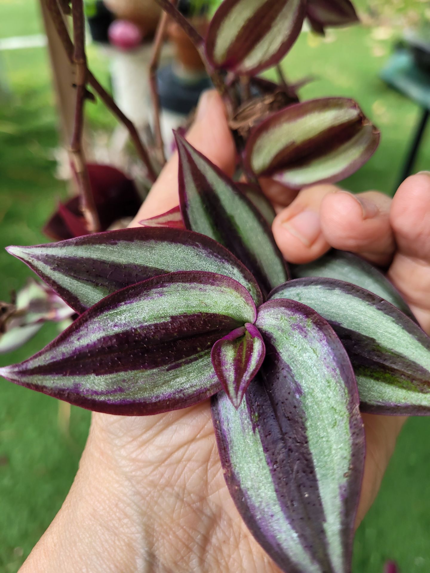 $8plant natural