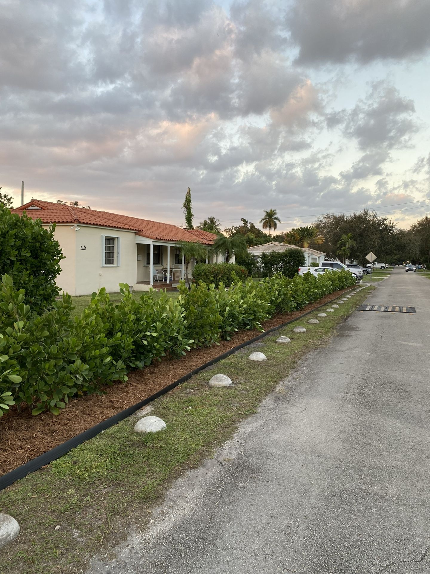 Clusia Installation Reasonable Pricing 3,7,15,25 Gallons