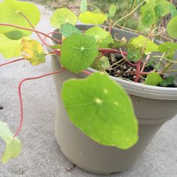 Plant (nasturtiums)