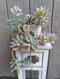 Plant