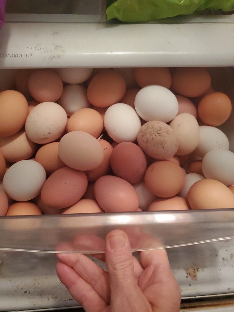 Fresh Eggs 