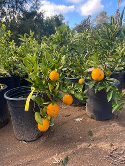 5 Gallon Size- Citrus Trees- Fruiting Age!