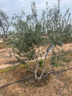PALM & OLIVE TREES FOR SALE 🌿