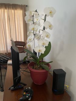 Orquidea