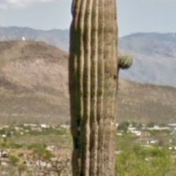 Saguaro's Galore, Great GAS BIKES and More