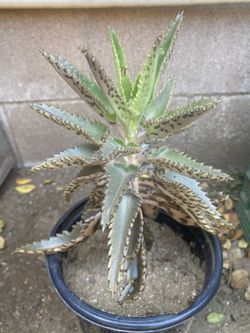Succulent