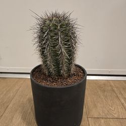 True Saguaro Cactus (Carnegiea gigantea)