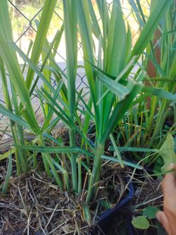 Lemongrass