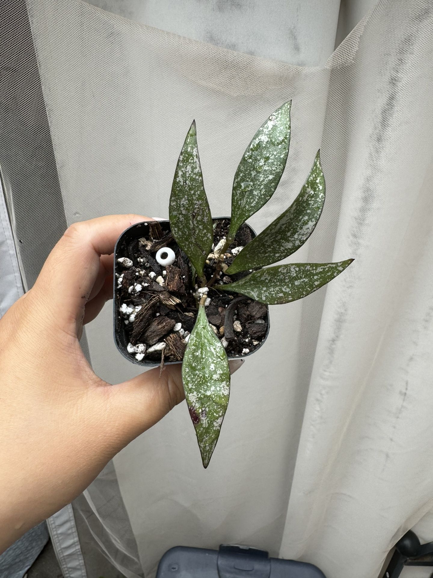 Hoya Parviflora - 2” Pot