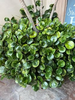 Planta de decoración