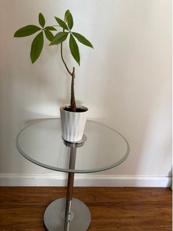 Plant