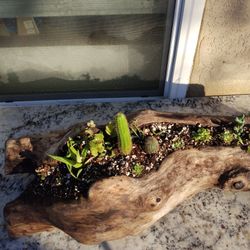 Driftwood & Succulents 