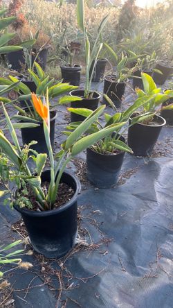 Birds of paradise