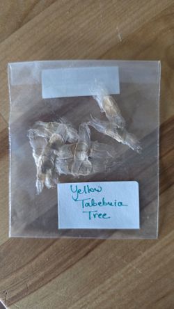 Yellow Tabebuia (Trumpet) Tree Seeds