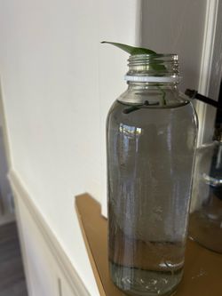 Pothos Starts