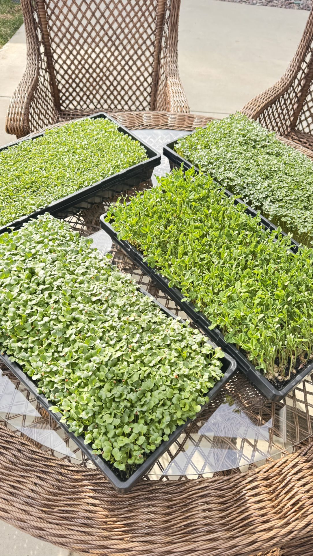 MicroGreens